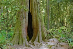 Cathedral-Grove-2
