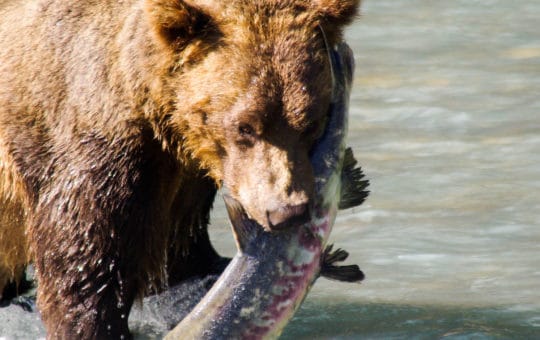 Erlebnis Natur, Lachse, Bären und mehr…