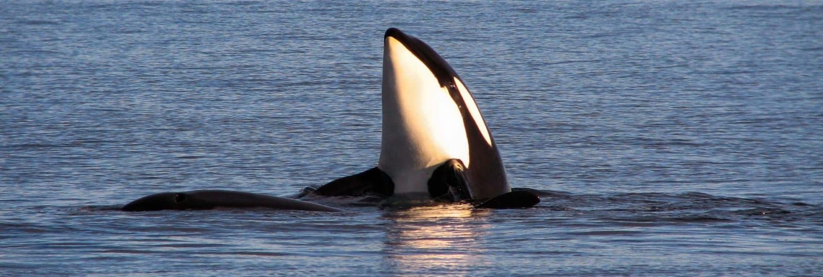 Orca Camp auf Vancouver Island