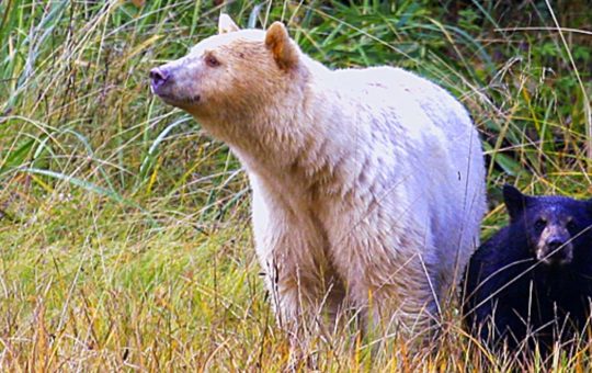 Grizzly- und Spirit-Bären im Great Bear Rainforest