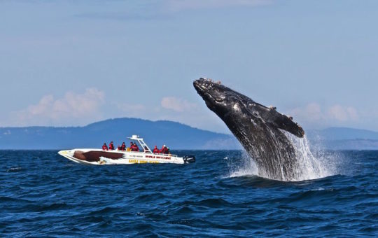Sunset Whale Watching & Wildlife Tour