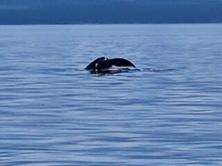 Westkanada-Vancouver Island-Tiere-Wal